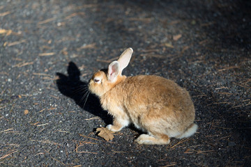 Cute rabbits in rabbit island