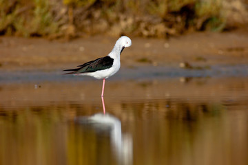 Black-Winged Stilt