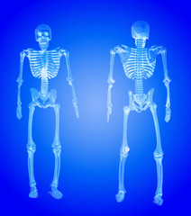 The pattern human skeletons x-ray on blue background , two skeleton pattern puppet, skull model Ghost