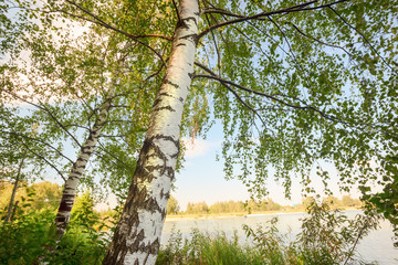 forest on the shore of lake