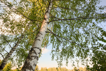 Fototapeta premium forest on the shore of lake