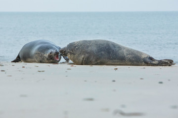 Obraz premium very cute seal on the beach on düne island near helgoland, wild ocean, marine wildlife, germany, helgoland and düne, a lot of seals, new life comes