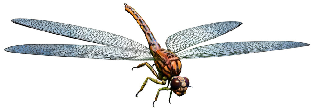 Meganeura Prehistoric Dragonfly 3D Illustration