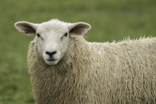 A close up of a single solitary sheep staring forward