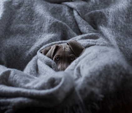 Portrait of Weimaraner dog relaxing in blanket