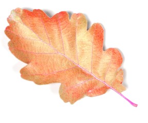 realistic 3d render of leaf