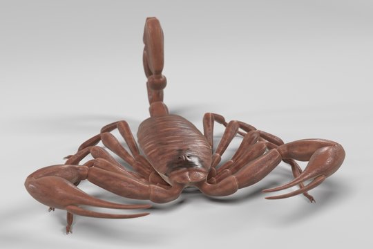 realistic 3d render of centruroides vittatus