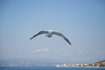 Fototapeta na wymiar Seagull With Gray Mantle In Flight Blur Sea Background