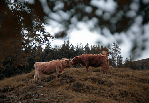 Highlands cows