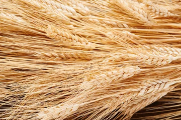 Fototapete Ears of wheat © Giulio Di Gregorio