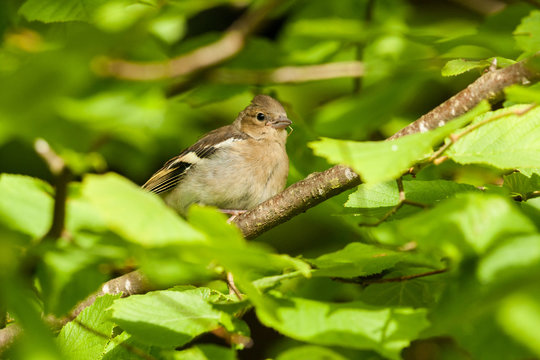 Bofink p&aring; en gren med gr&ouml;na l&ouml;v
