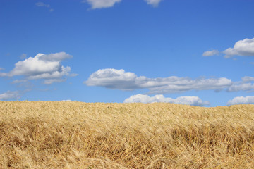 Golden wheat field with blue sky in background