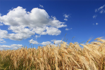Golden wheat field with blue sky in background
