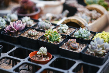 Miniature succulent plants