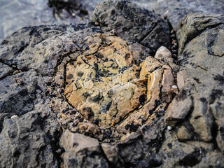Petrified Tree, Catlins NZ