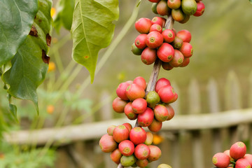 Coffee beans on branch of coffee tree