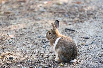 Cute rabbits in rabbit island