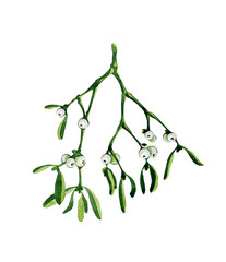 Watercolor Christmas branch of mistletoe. Use it for wrapping paper, card or textile design. Hand drawn mistletoe twigs. Christmas mistletoe. Winter holiday decoration.