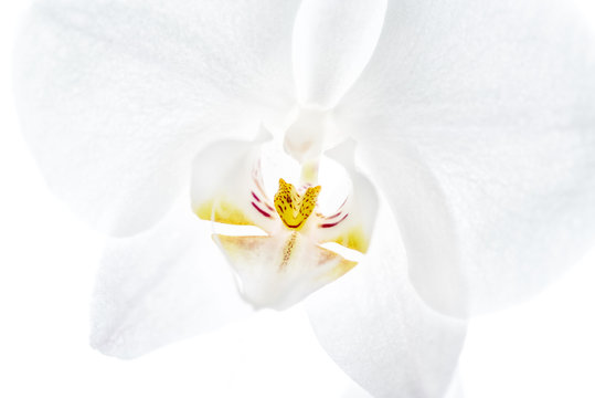 Orchidea © Makargina