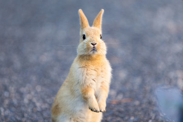 Cute rabbits in rabbit island