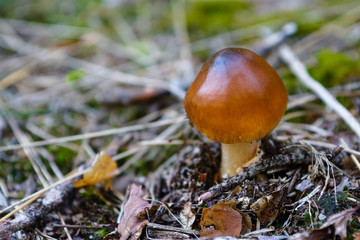 Boletus Badius