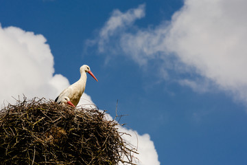Stork, a couple of  