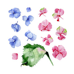 Blue and pink watercolor hydrangea floral design set. Used for wedding, greeting card template, fabric print composition, st.Valentine's day card, Mothers day card decoration. Botanical illustration.