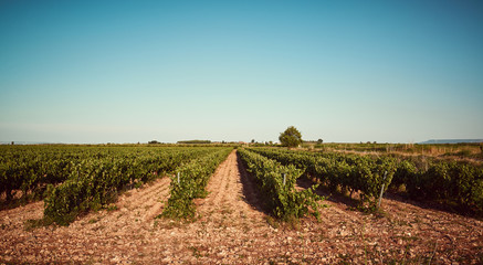 Fototapeta na wymiar Growing vineyard and blue sky landscape. Colorful grapes field in Spain. 