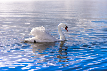 Naklejka premium 青い湖に浮かぶ美しい白鳥