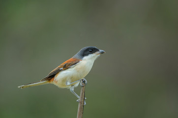 Burmese Shrike perching on a branch