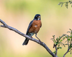 American Robin
