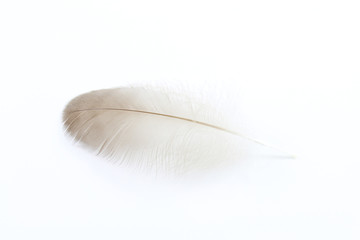 Single duck feather isolated on white
