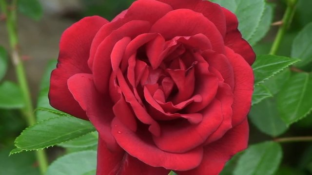 Eine edle rote Rose bewegt sich im Wind (Gro&szlig;aufnahme)