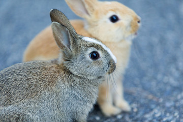 Obraz premium Cute rabbits in rabbit island