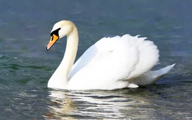 Peel and stick wall murals Swan White swan in the water.