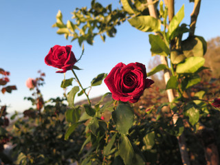 Bright red rose