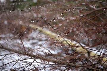 Branches without leaves with drops. Abstract branches background in winter.
