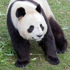 Obraz premium Panda géant (mâle)