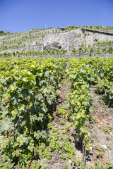Fototapeta na wymiar Unesco Lavaux vineyards on Lake Geneva, Switzerland