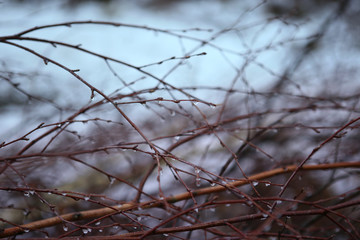 Branches without leaves with drops. Abstract branches background in winter.