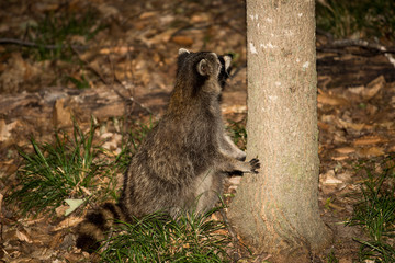 Naklejka na ściany i meble Raccoon Prepares to Climb