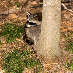 Obraz premium Racoon and Tree