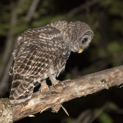 Barred Owl
