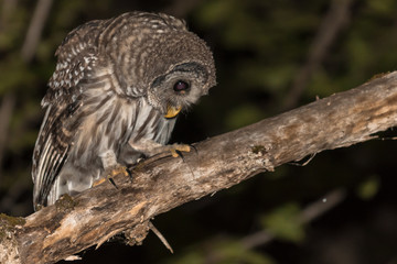 Barred Owl