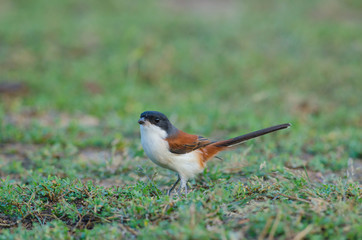 Burmese Shrike on ground