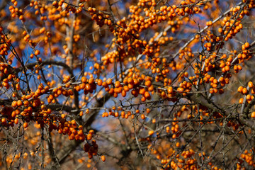 Herbst