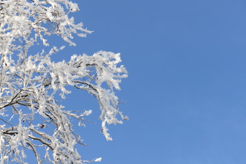 Baum mit Raureif