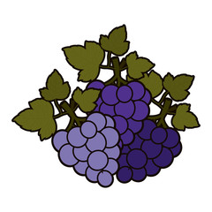 Grapes fruit icon. Healthy organic and fresh food theme. Isolated design. Vector illustration