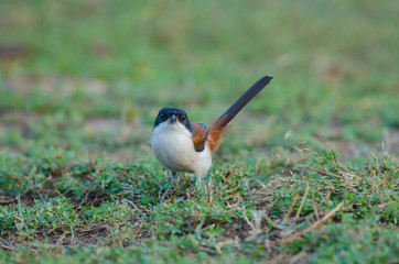 Burmese Shrike on ground