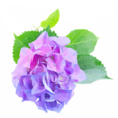 Low poly illustration twig of blue and violet hortensia fresh flowers isolated on white background